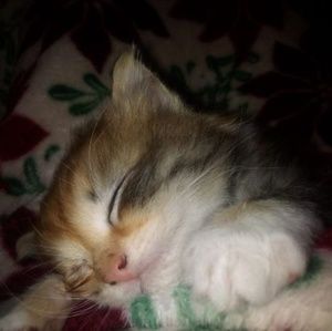 Meet your Posher, Cora